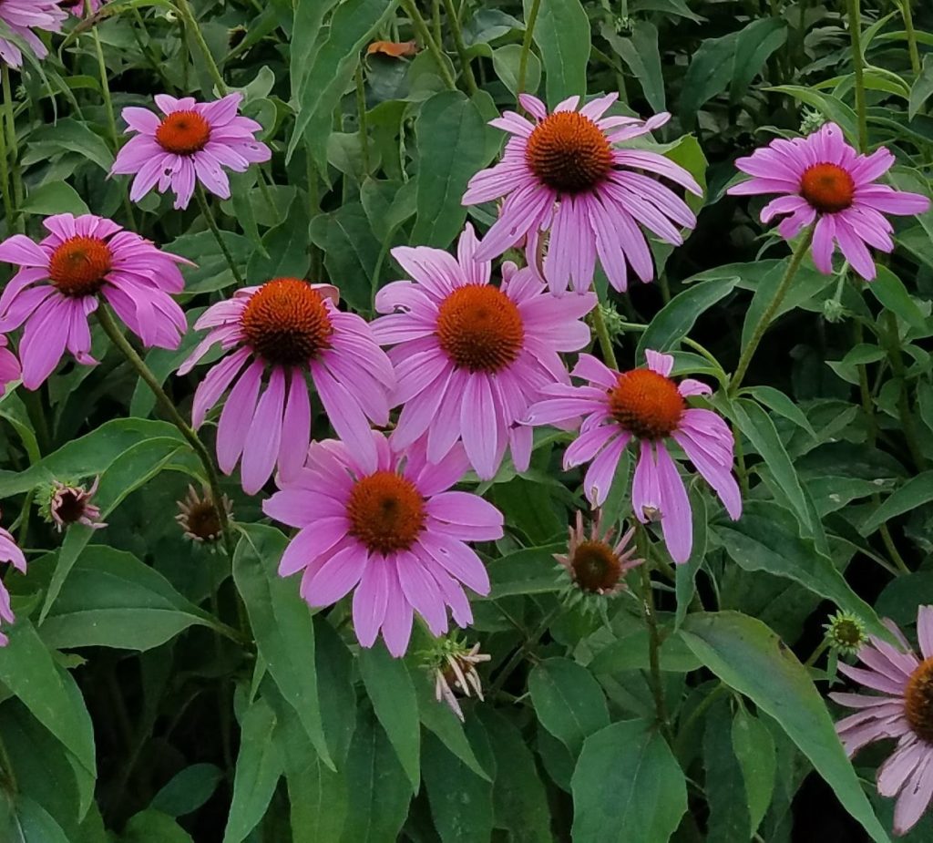 purple-coneflowers-roslyn-entrance