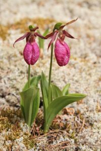 Pink Lady Slipper