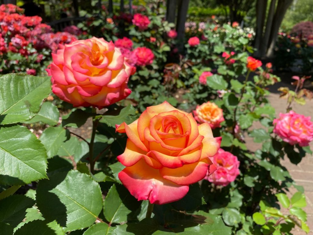 Brookside Gardens Rose Tour