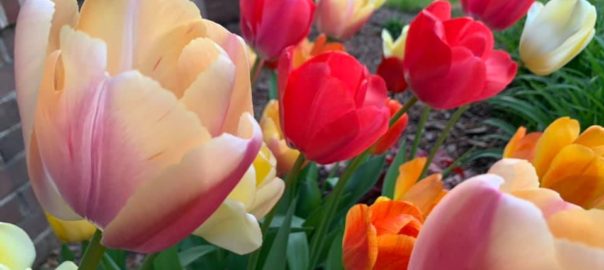 Lynn Lawrence-Roslyn entrance tulips_27Apr2021-closeup-2