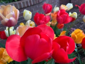 Lynn-Lawrence-Roslyn-entrance-tulips_27Apr2021-closeup