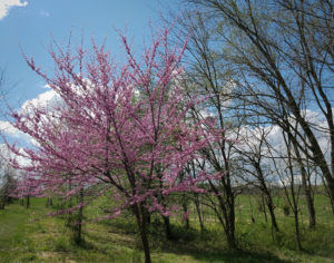 Red Bud Tree