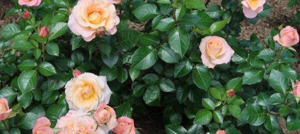 pink roses at Brookside Gardens