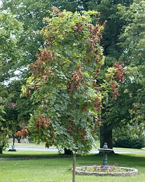 HGIC_insects_cicada_flagging_maple_DC