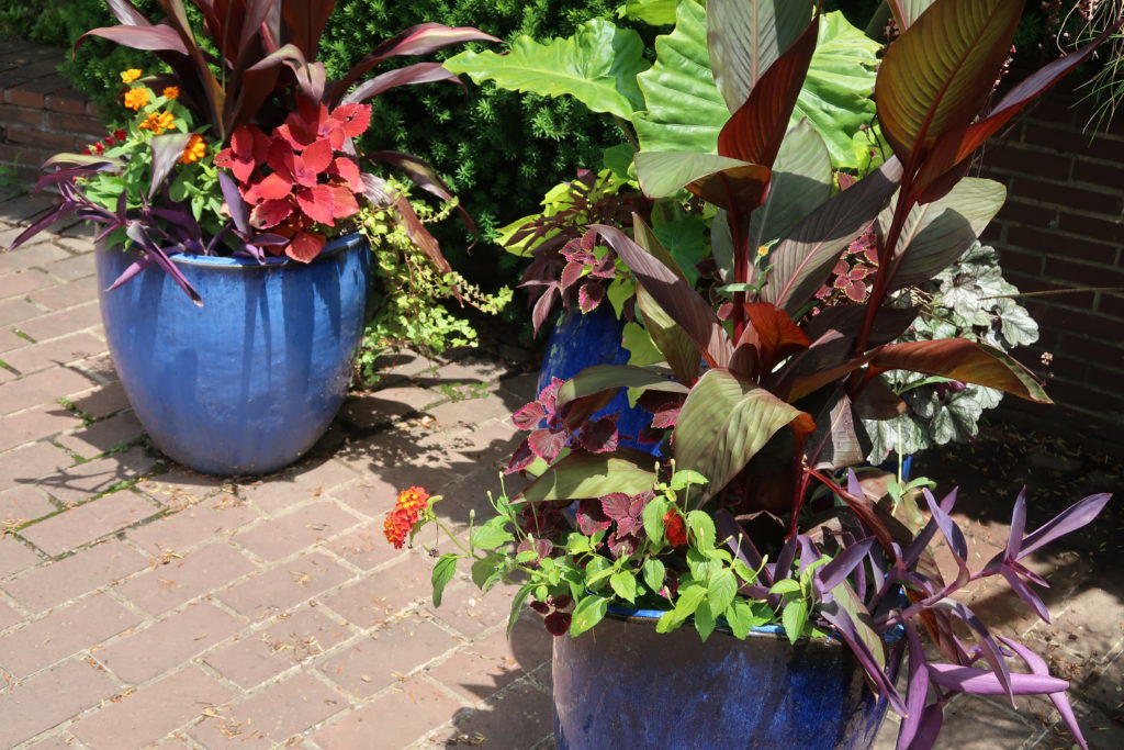 container plants