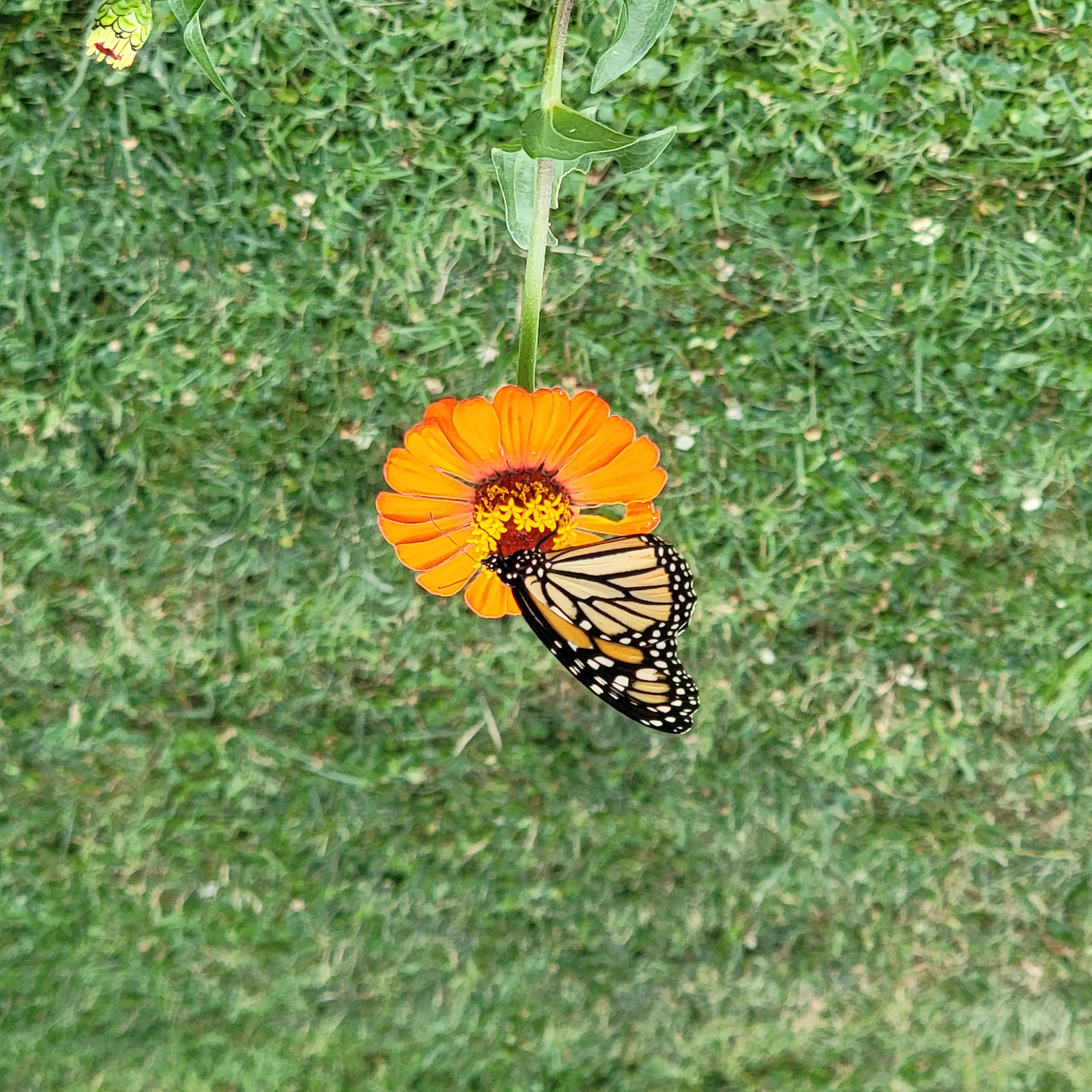 Butterfly on orange flower