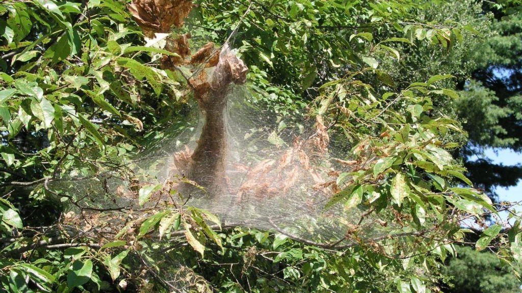 HGIC_insects_fallwebworm_16x9