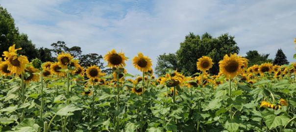 sunflower field at Lone Oak Brewery Aug2021