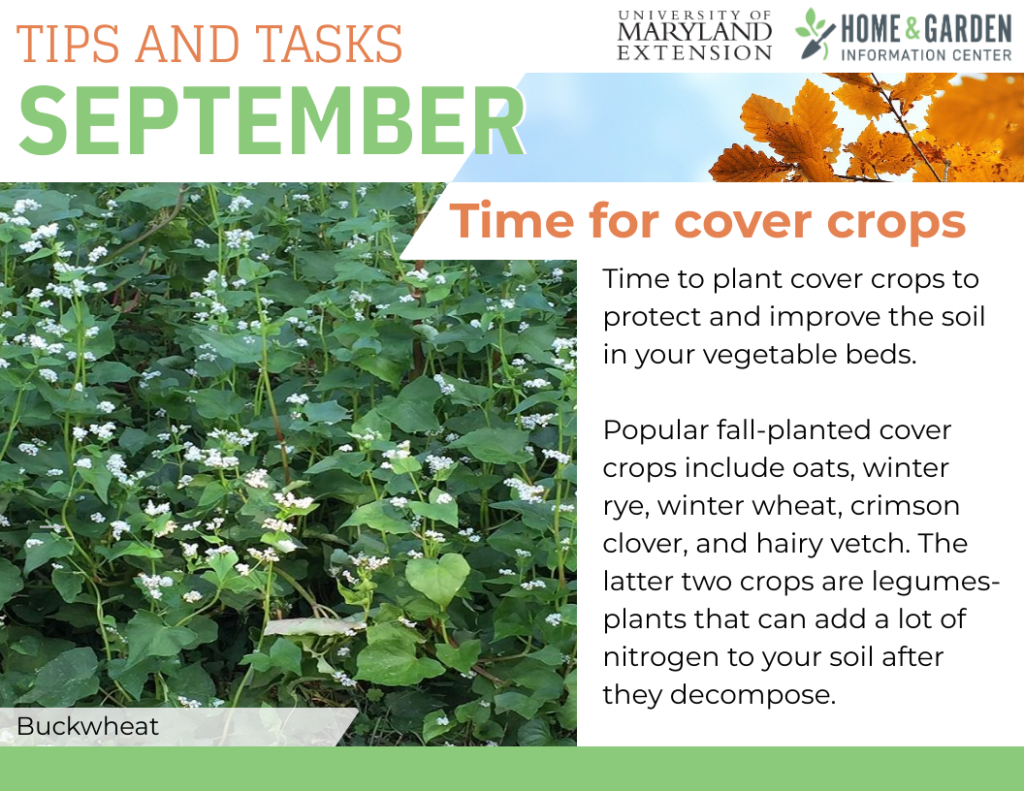 september-tips-cover-crops