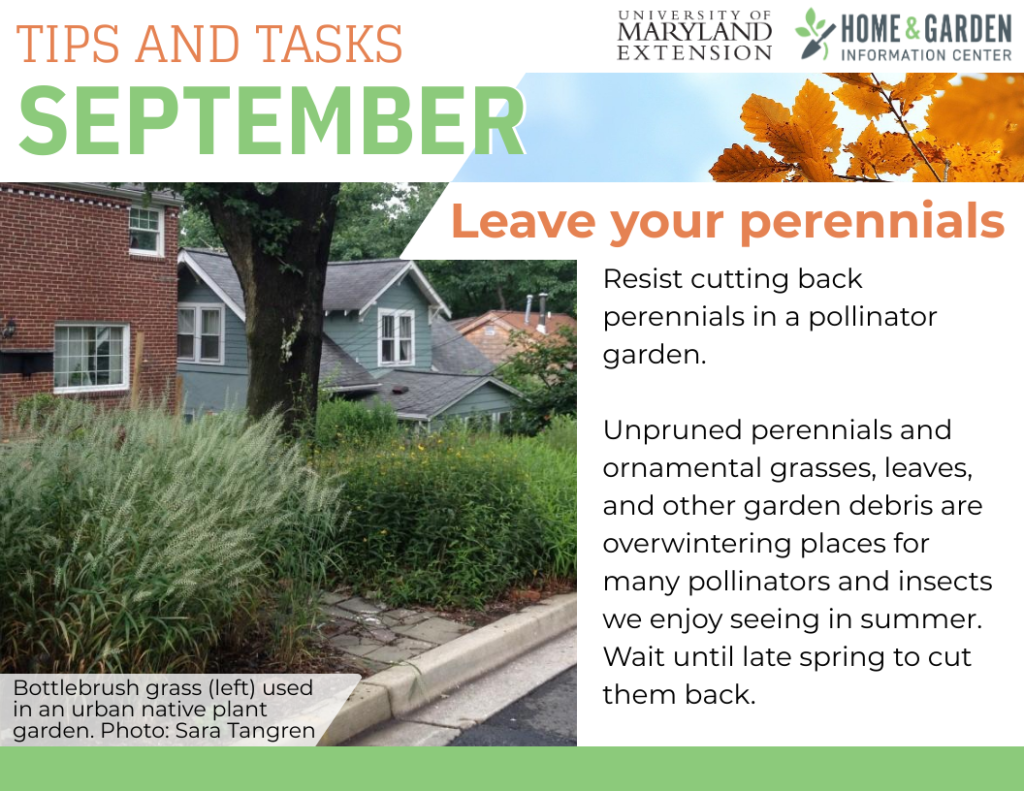september-tips-leave your perennials