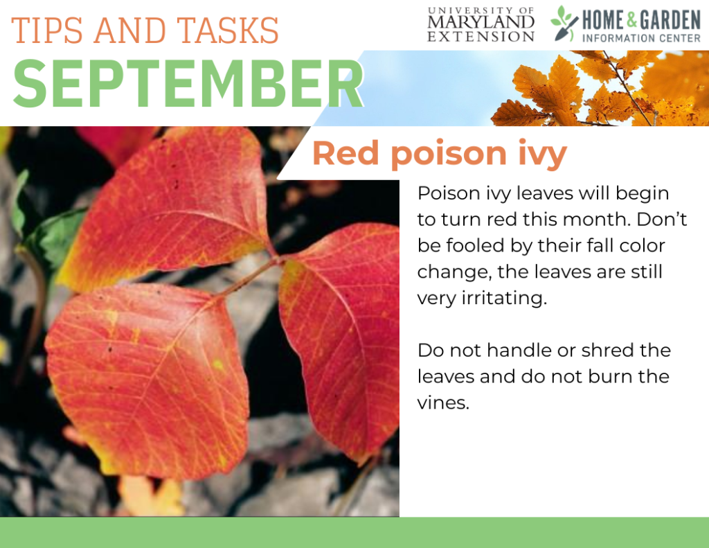 september-tips-red-poison-ivy