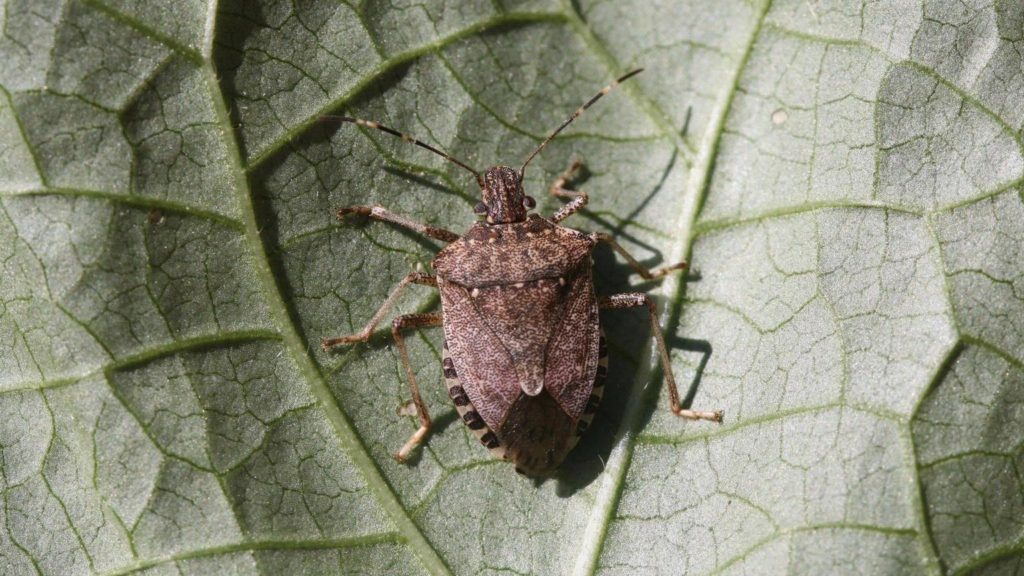 Brown marmorated stink bug (Halyomorpha halys). Photo: Whitney Cranshaw, Colorado State University, Bugwood.org