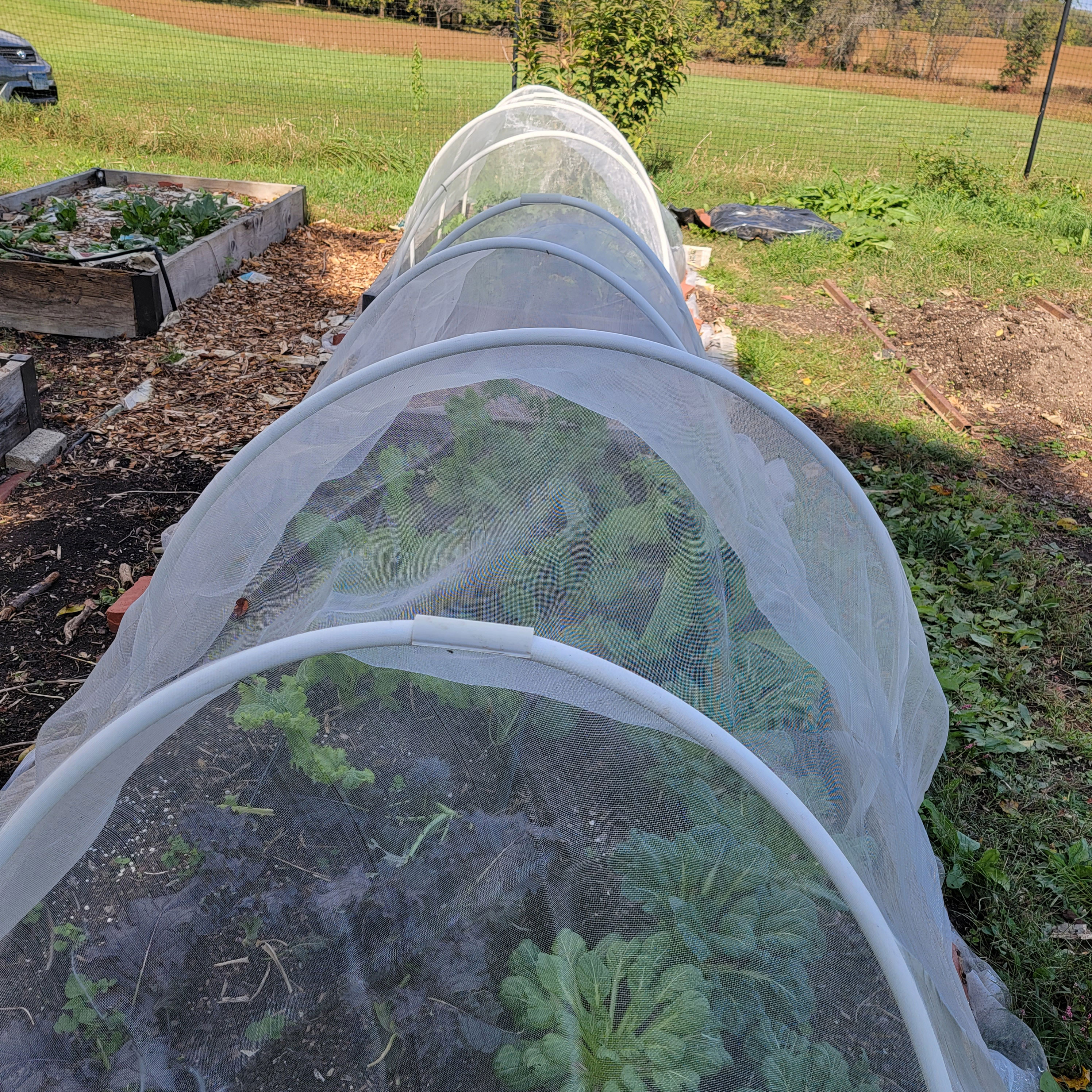 cover crop