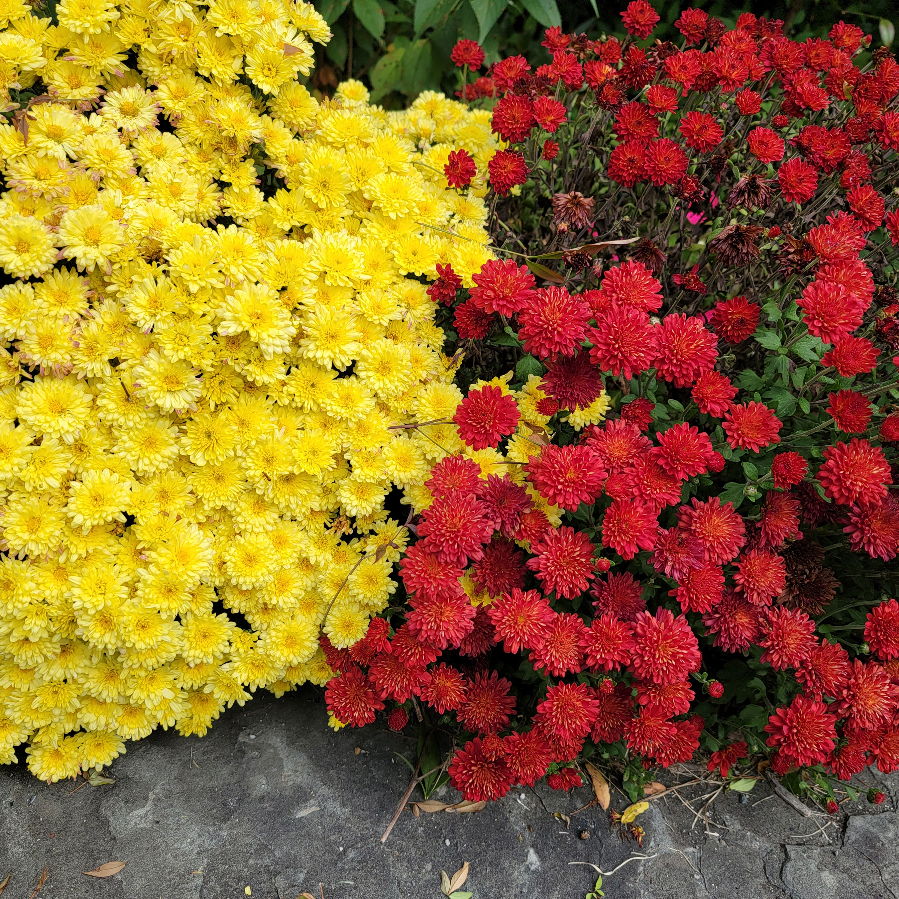 yellow and red mums