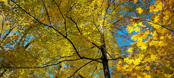 Gold Fall Leaves-Catoctin