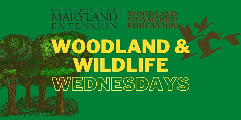 woodland-wildlife-wednesdays-banner