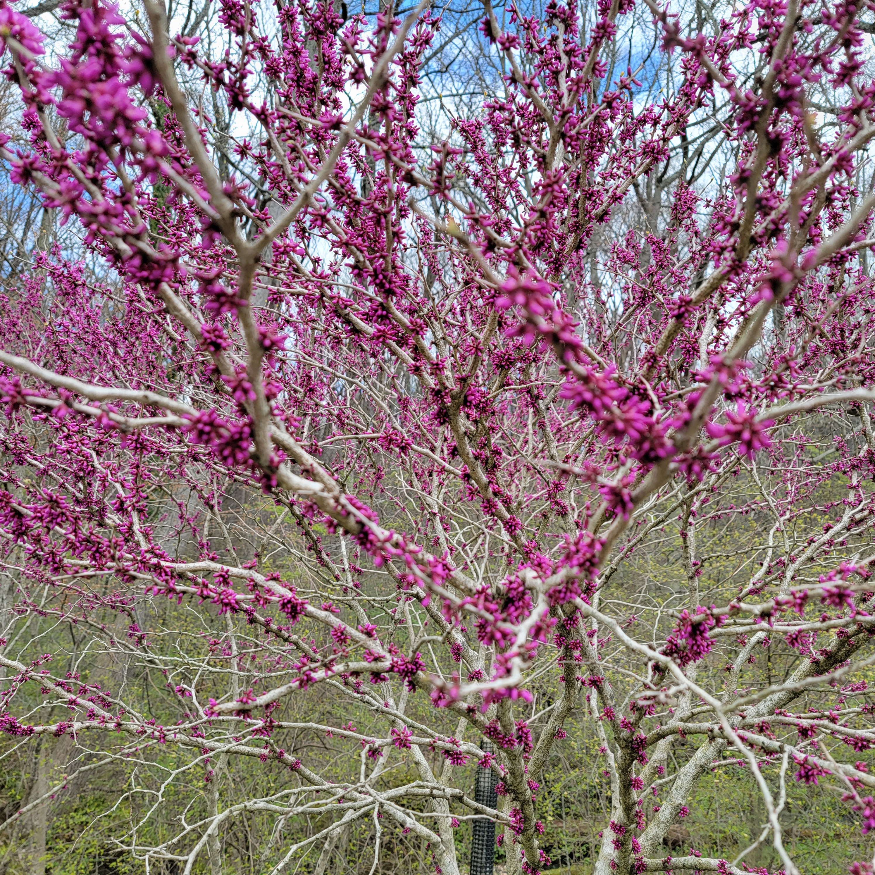 Chinese Redbud