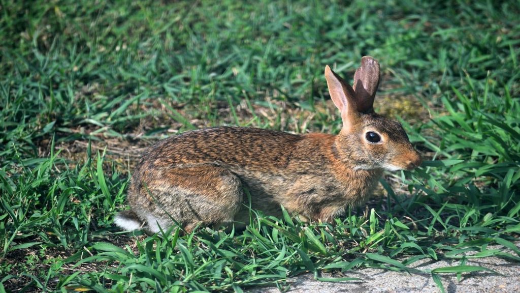 cottontail rabbit