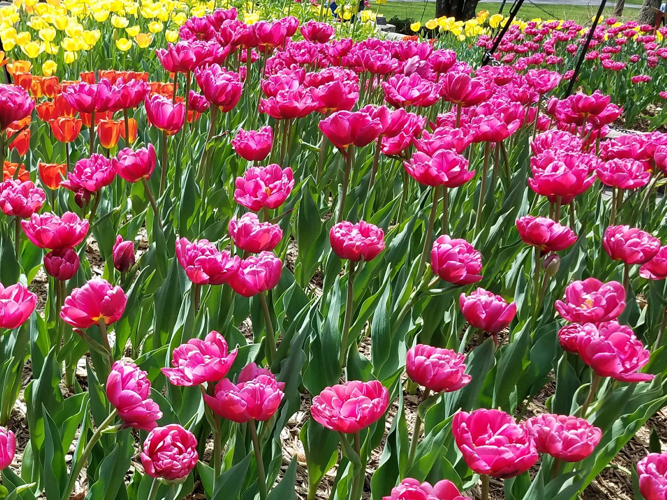 tulips-brookside-gardens2018