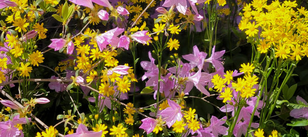 azalea and golden ragworts (Packera aurea)