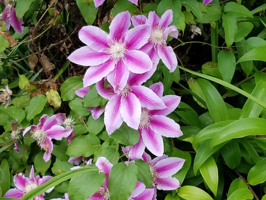 Clematis