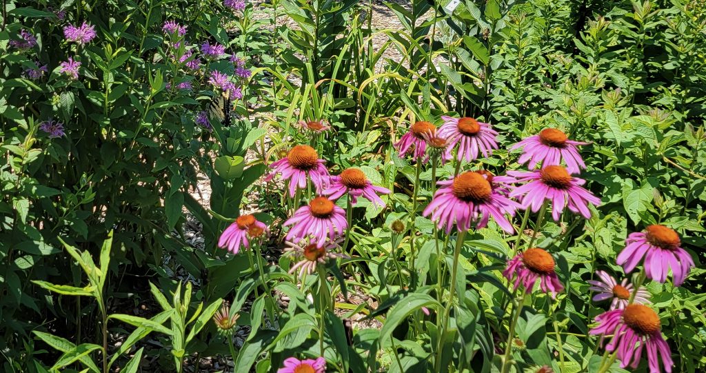 UME Butterfly Garden - butterfly on bee balm