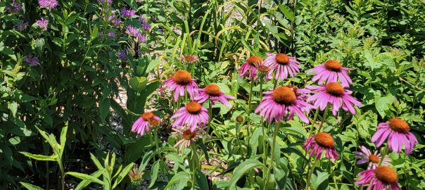 UME Butterfly Garden - butterfly on bee balm