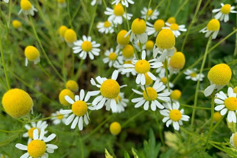 Chamomile Mandy L Smith photo - Penn State