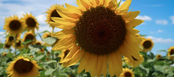 sunflower in field