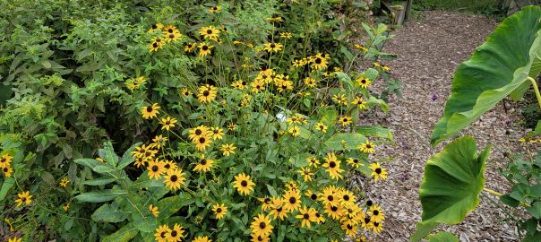 black-eyed susans