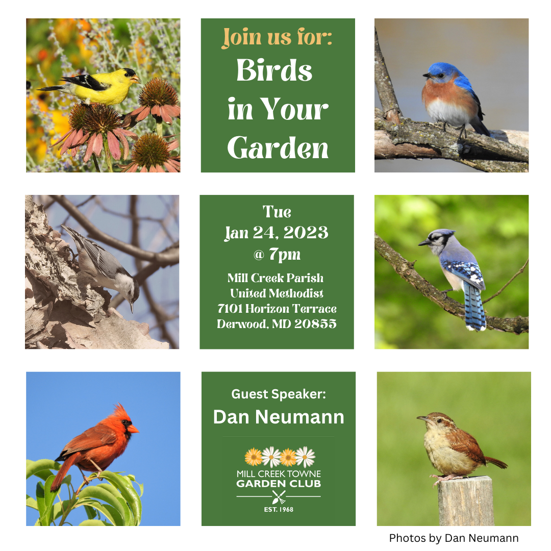 Birds in Your Garden Event photo