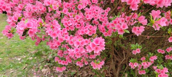 Azaleas at Brighton Dam 2023