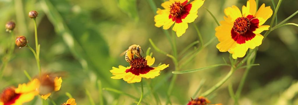 pollinator plants