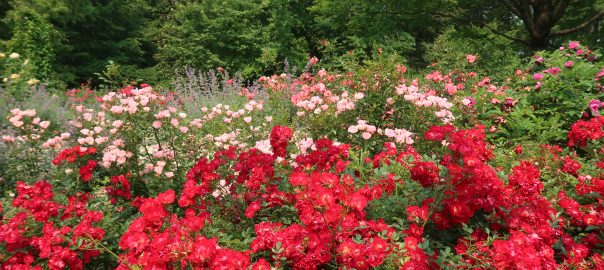 Brookside Gardens Rose Garden