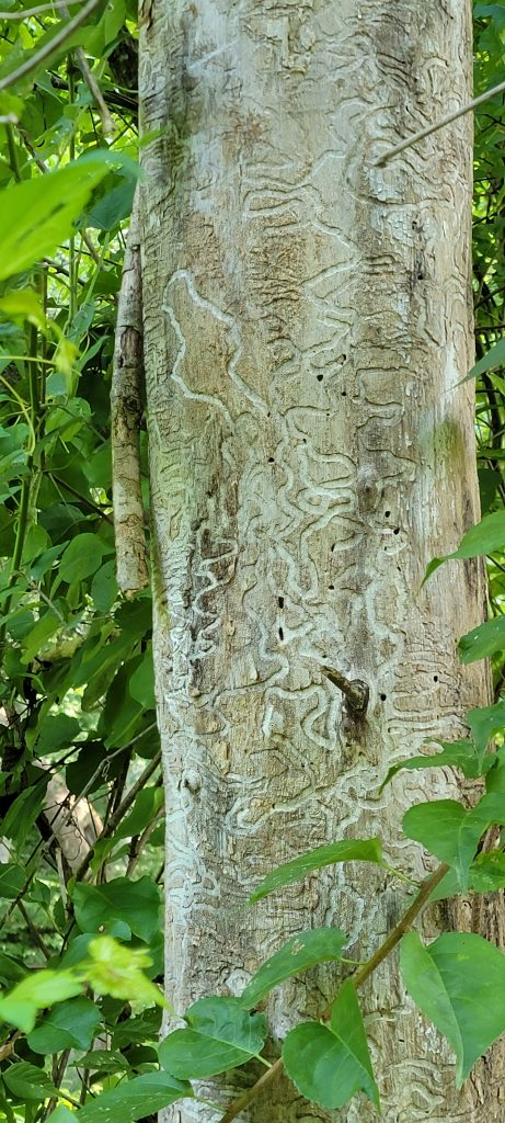 Emerald Ash Borer damaged tree