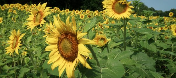 McKee Beshers Wildlife Mgt Sunflowers 2023