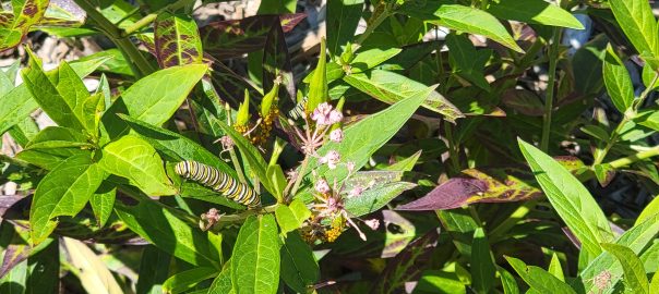 Monarch caterpiller Mt Cuba Center