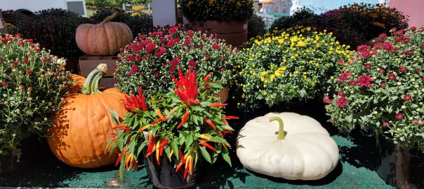 Pumpkins and Mums at Baugher Farm