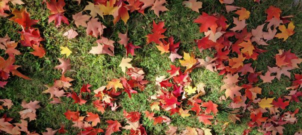 Fall Leaves - Garrett Park