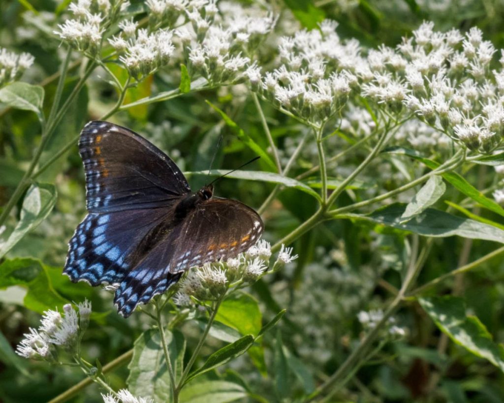 aster-and-butterfly