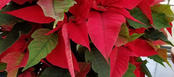 poinsettia 2018 longwood gardens