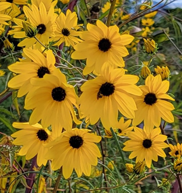 Bee and Black-eyed Susans Photo by Nancy Brady