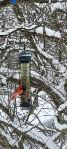 cardinal at birdfeeder