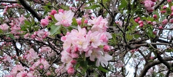 crabapple blossom