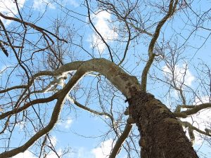 American Sycamore