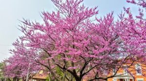 Eastern Redbud