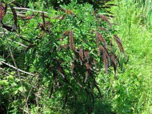 Indigo Bush