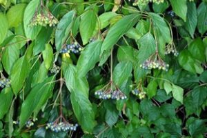 Silky Dogwood