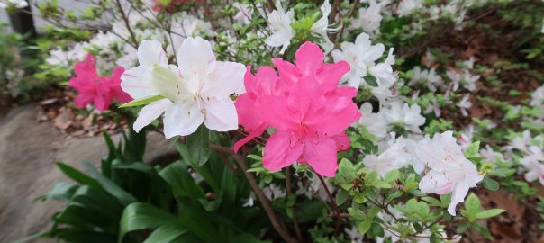 White and Pink Azaleas - Brookside Gardens