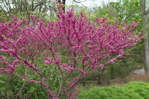 redbud tree-brookside gardens apr2024